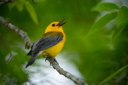 Prothonotary Warbler