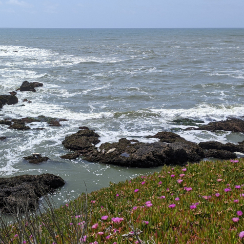 A view of the Pacific Ocean with dark rock outcroppings and succulent plants in the foreground