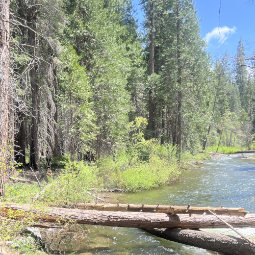 Two logs horizontal across a river with green vegetation and trees in the background